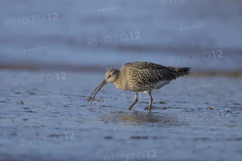 Eurasian curlew (Numenius arquata) adult bird feeding on a lugworm on a mudflat, England, United Kingdom, Europe