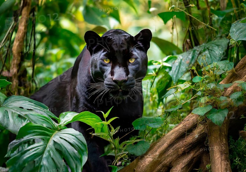 Animal portrait, Black Panther, Jaguar (Panthera onca) in the jungle, AI generated, AI generated