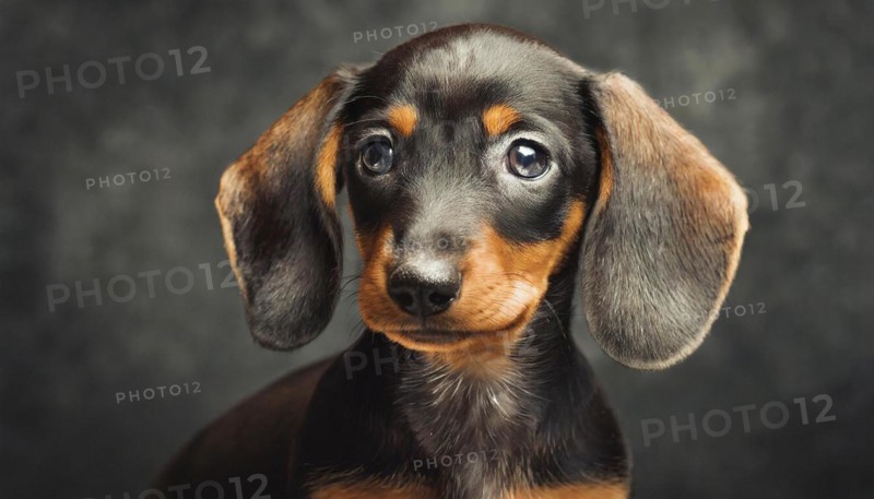 Pets, dog, portrait of his dachshund, kitten, puppy, AI-generated, AI generated