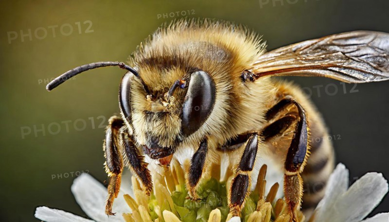 Animals, Symbol, Close-up of a bee, Honey bee, Apis mellifera, AI-generated, AI generated