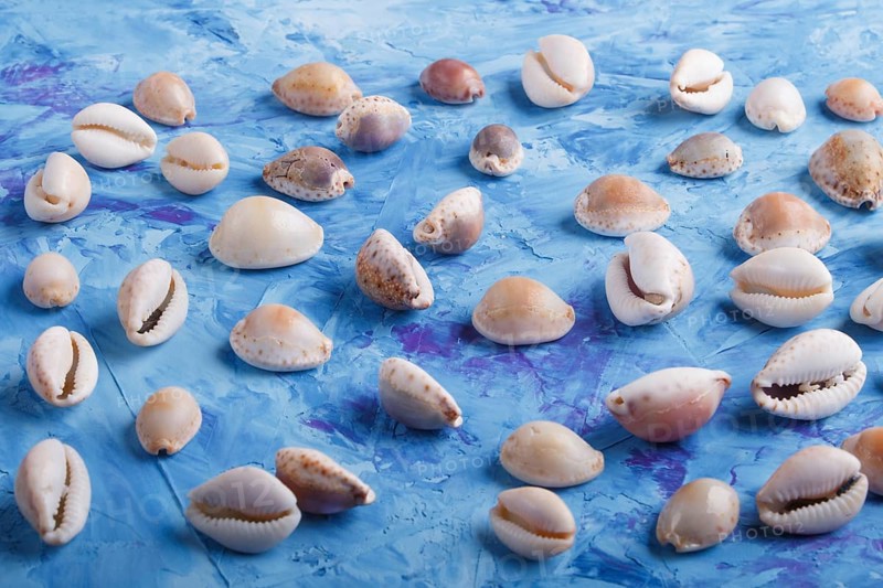 Various seashells pattern on a blue concrete background, side view, flat lay