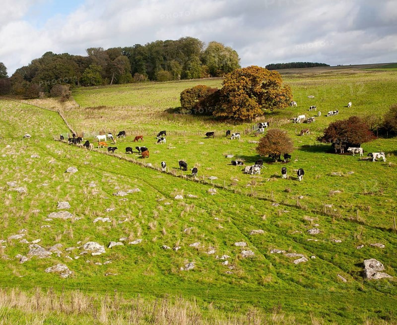 Fyfield Down national nature reserve, Marlborough Downs, Wiltshire, England, UK one of the country's oldest created in 1955 of unimproved chalk grassland with sarsen stones in dry valleys