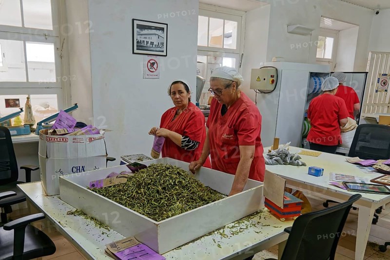 Workers packing tea leaves into bags inside a factory, tea cultivation and production Cha Gorreana near Sao Bras, Sao Miguel, Azores, Portugal, Europe