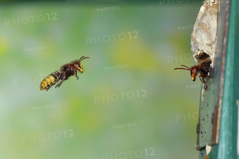 European hornet (Vespa crabro), worker approaching the nest, a guard looking out of the entrance, flight photo, high-speed image, North Rhine-Westphalia, Germany, Europe
