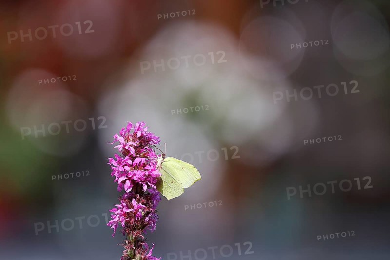 Brimstone (Gonepteryx rhamni) feeding on a flower of purple loosestrife (Lythrum salicaria), bokeh in the background, Wilnsdorf, North Rhine-Westphalia, Germany, Europe