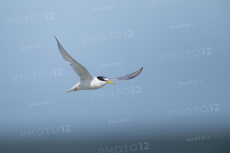 Little tern (Sternula albifrons) adult bird in flight against a blue sky, Suffolk, England, United Kingdom, Europe