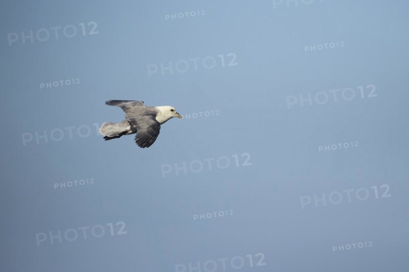 Northern Fulmar (Fulmarus glacialis) adult bird in flight, Yorkshire, England, United Kingdom, Europe