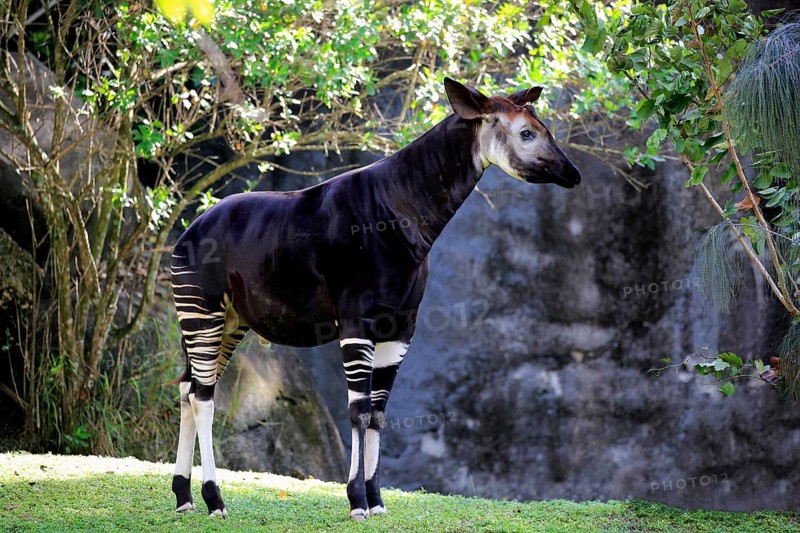 Okapi (Okapia johnstoni), adult alert, Africa, captive