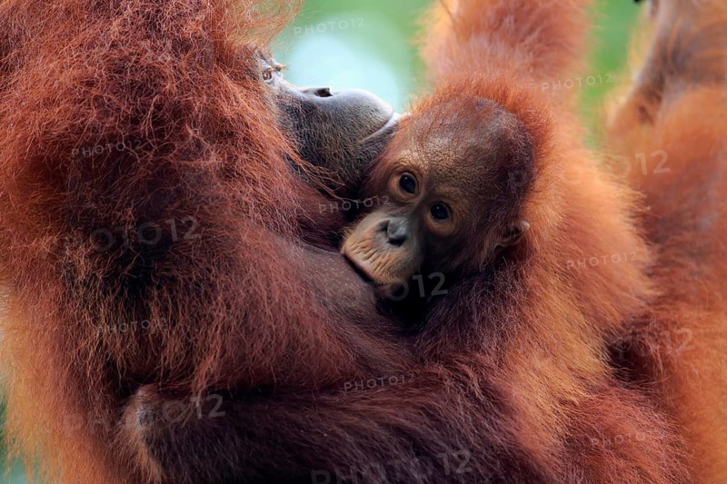 Bornean orangutan (Pongo pygmaeus), adult, female with young, suckling, portrait, social behaviour, mother, baby, Borneo