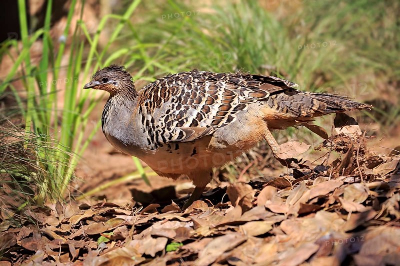 Thermometer chicken (Leipoa ocellata), adult male at the nest, Adelaide, South Australia, Australia, Oceania