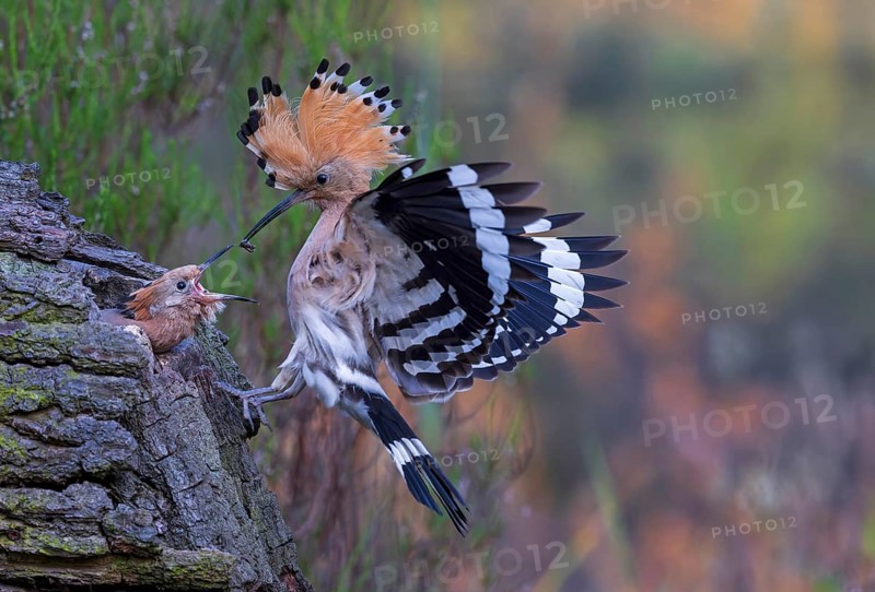 Hoopoe (Upupa epops) Bird of the Year 2022, approach with beetle larva as prey for the young bird in the breeding cavity, bonnet erected, feeding the young bird, golden hour, backlight, Middle Elbe Biosphere Reserve, Saxony-Anhalt, Germany, Europe