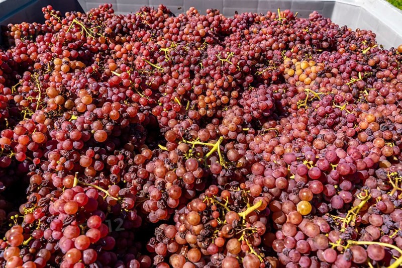 Wine-growing, in the Adige Valley, near the village of Tramin on the Wine Road, South Tyrol, freshly harvested Gewürztraminer grapes, Italy, Europe
