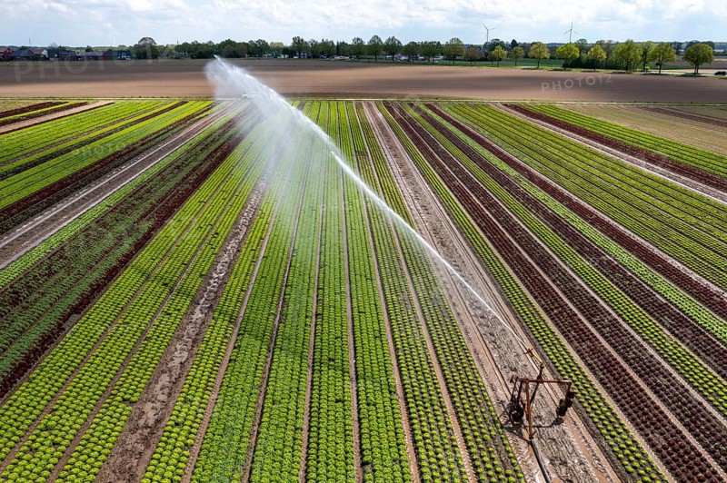A field is artificially irrigated, water is sprayed onto the field via an irrigation system, field with different lettuce plants, in different stages of growth, North Rhine-Westphalia, Germany, Europe