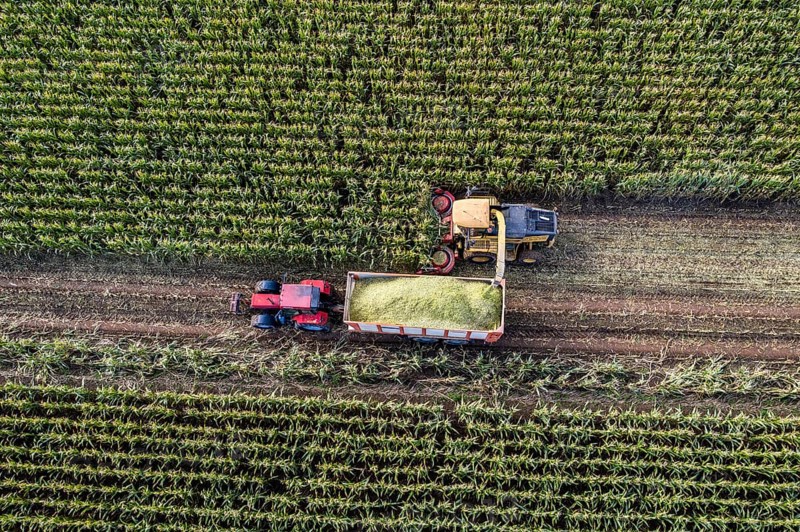 Maize harvest, combine harvester, chopper works its way through a maize field, the silage is pumped directly into a trailer, serves as cattle feed, Lower Rhine, Rees, North Rhine-Westphalia, Germany, Europe