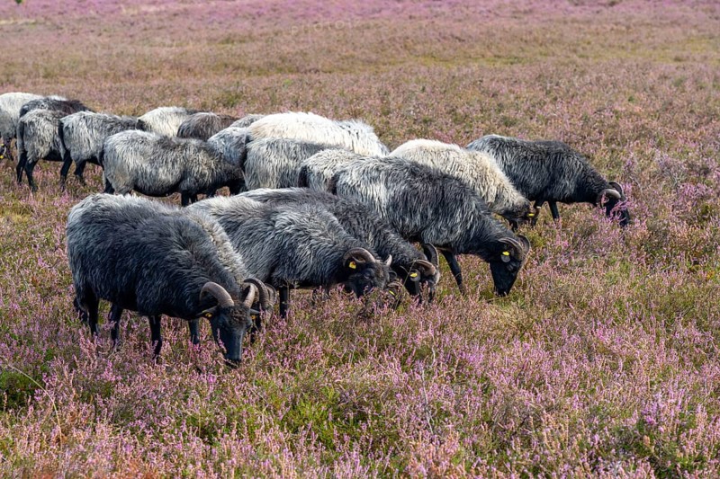 Heidschnucken herd, in the Höpener Heide, Schneverdingen, heather blossom of the broom heather, in the Lüneburg Heath nature reserve, Lower Saxony, Germany, Europe