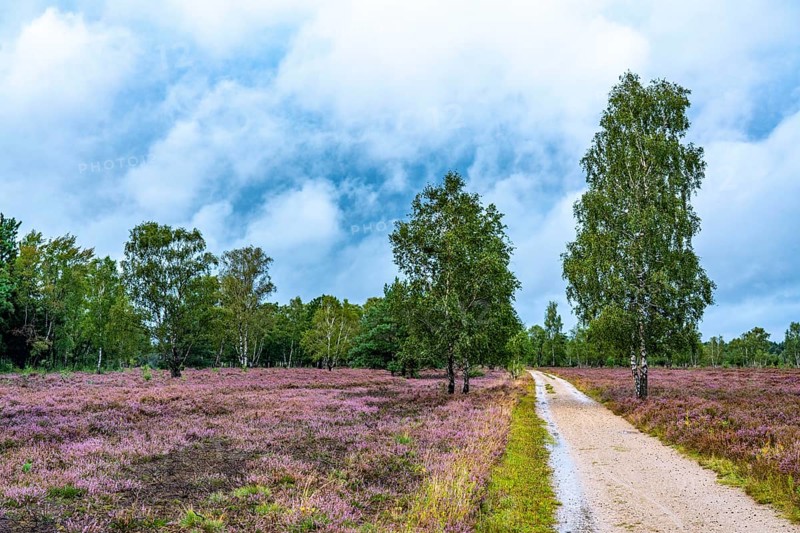The Osterheide, in the Lüneburg Heath nature reserve, near Schneverdingen, Lower Saxony, Germany, Europe