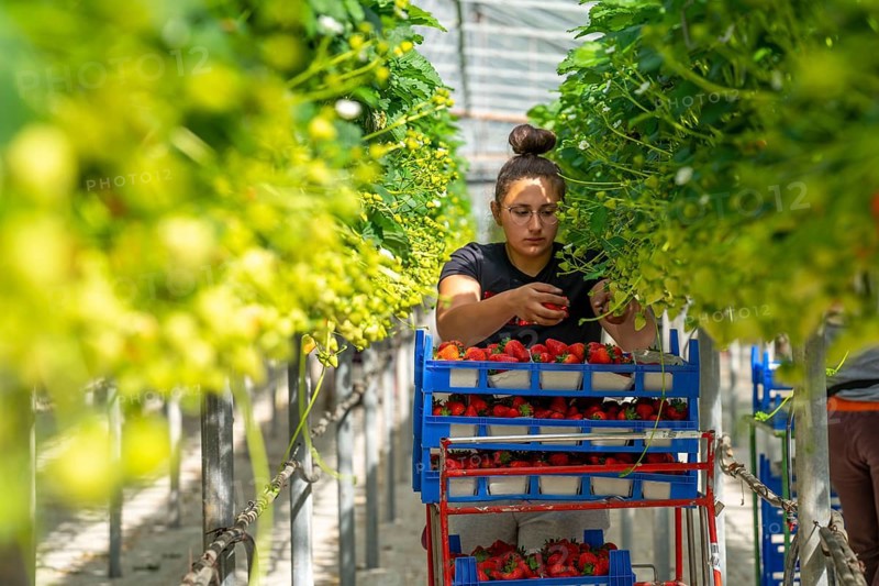 Harvesting strawberries, harvest helper, strawberry cultivation in the greenhouse, young strawberry plants grow up, in different stages of ripeness are watered individually by drip irrigation and supplied with nutrients, they grow in a substrate culture in raised beds, near Dormagen, Rhineland, North Rhine-Westphalia, Germany, Europe