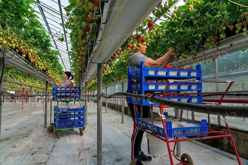 Harvesting strawberries, harvest helper, strawberry cultivation in the greenhouse, young strawberry plants grow up, in different stages of ripeness are watered individually by drip irrigation and supplied with nutrients, they grow in a substrate culture in raised beds, near Dormagen, Rhineland, North Rhine-Westphalia, Germany, Europe
