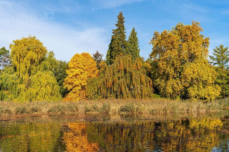 Trees with colourful leaves in autumn by a pond, Wiesenburg Castle Park, International Art Trail, Hoher Fläming nature park Park, Brandenburg, Germany, Europe