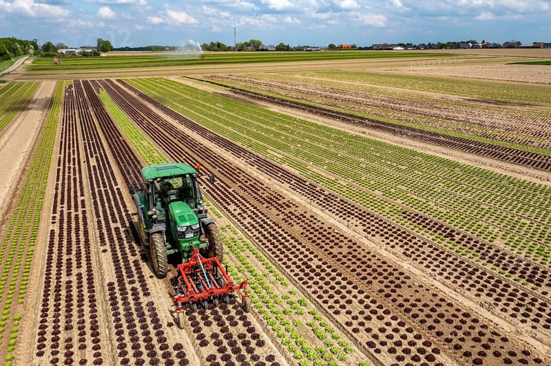 Farmer working a field with different heads of lettuce, in different stages of growth, weeds are mechanically removed between the lettuces, North Rhine-Westphalia, Germany, Europe