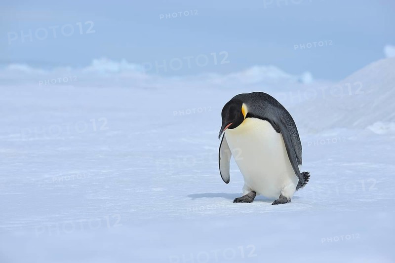 Emperor penguins (Aptenodytes forsteri), Penguin Lays on the Ice, Series, Snow Hill Island, Antartic Peninsula, Antarctica
