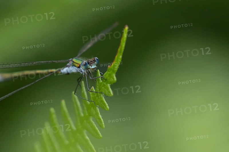 Emerald damselfly (Lestes sponsa) adult male insect resting on a Bracken leaf, Suffolk, England, United Kingdom, Europe