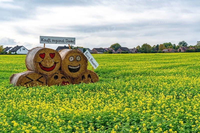 Advertising for regional purchasing, from farmers in the region, straw bales in a rapeseed field near Nottuln, North Rhine-Westphalia, Germany, Europe