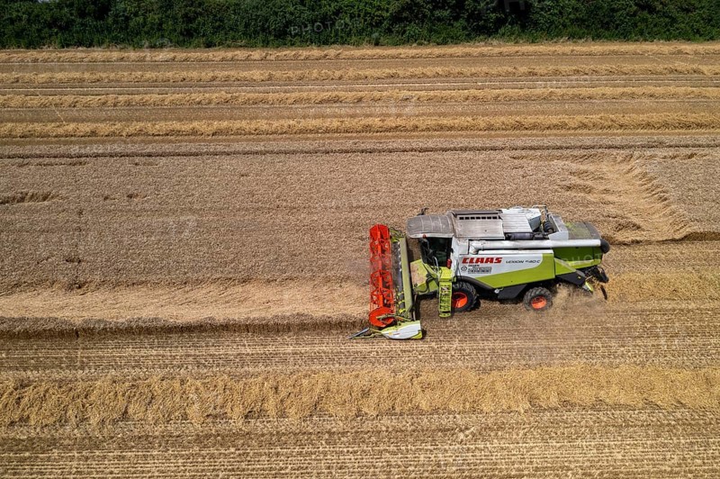 Agriculture, grain harvest, wheat, combine harvester harvesting in a wheat field, near Niederkrüchten, North Rhine-Westphalia, Germany, Europe
