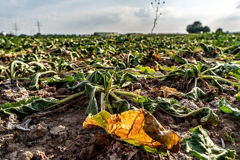 Field with withered plants, sugar beet that did not survive the long drought, low rainfall summer season, near Minden, North Rhine-Westphalia, Germany, Europe