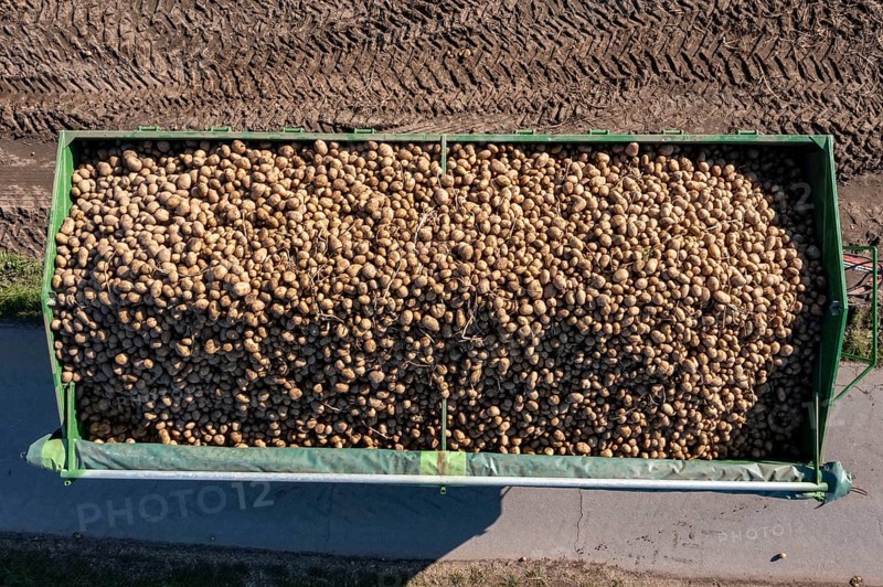 Potato harvesting, so-called split harvesting method, first the tubers are taken out of the ground with a row planter, then, after a short drying phase, collected with a bunker harvester and loaded, North Rhine-Westphalia, Germany, Europe