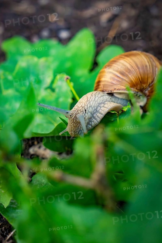 Close-up of a snail moving between green leaves on the ground, Nagold, Black Forest, Germany, Europe