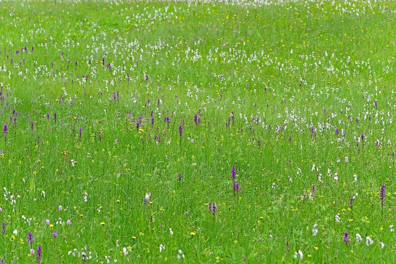 Meadow with broad-leaved orchids (Dactylorhiza majalis), cottongrass (Eriophorum) and meadow bistort (Bistorta officinalis), Allgäu Alps, Allgäu, Bavaria, Germany, Europe