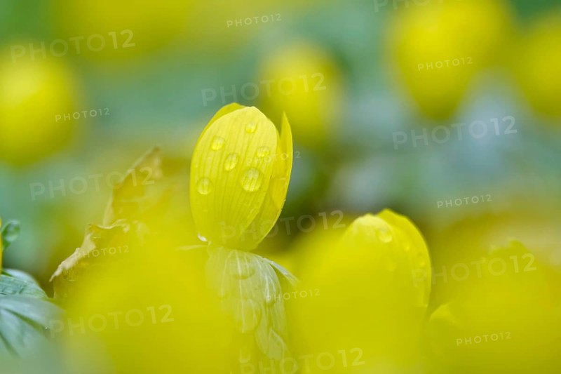 Winter aconites (Eranthis hyemalis), Germany, Europe