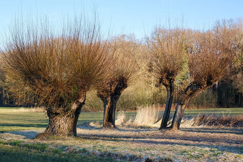White willow (Salix alba), winter, Dortmund, Ruhr area, North Rhine-Westphalia, Germany, Europe