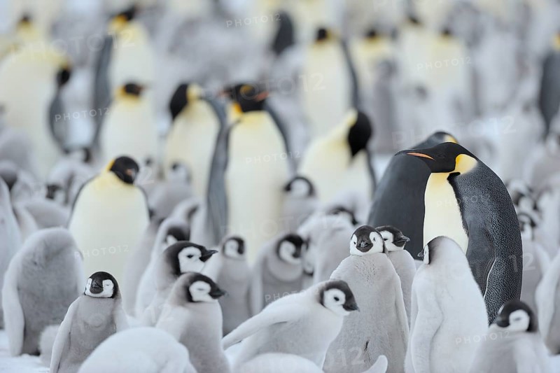 Emperor penguins (Aptenodytes forsteri), Penguin Colony with Adult and Chicks, Snow Hill Island, Antartic Peninsula, Antarctica