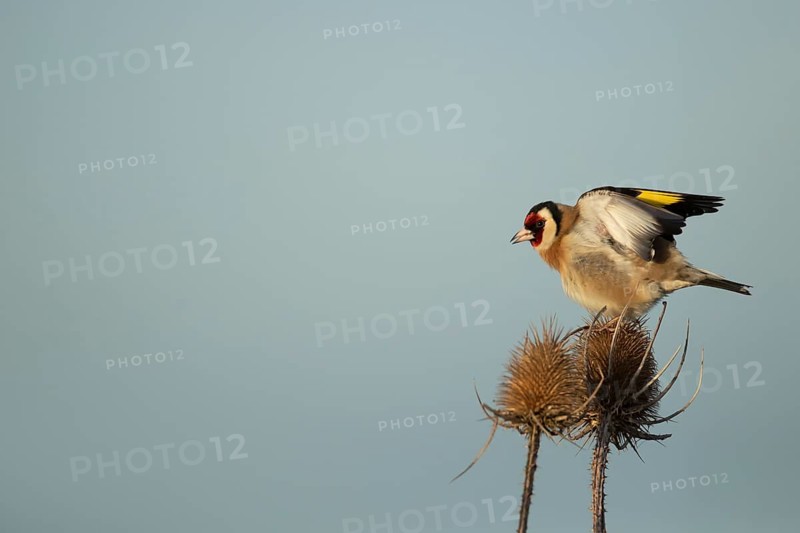 European goldfinch (Carduelis carduelis) adult bird on a Teasel (Dipsacus fullonum) seedhead, Lincolnshire, England, United Kingdom, Europe
