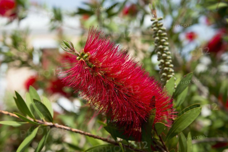 A bottlebrush (Callistemon), Crete, Greece, Europe