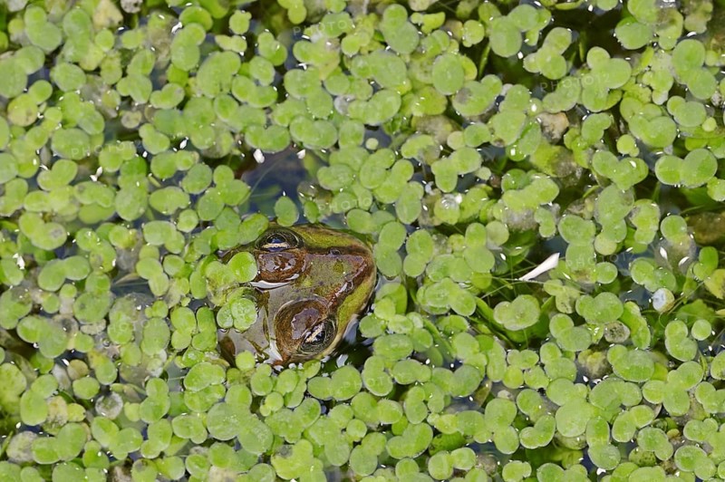 Edible Frog (Pelophylax esculentus, Rana esculenta) in a pond with duckweed (Lemna minor), North Rhine-Westphalia, Germany, Europe