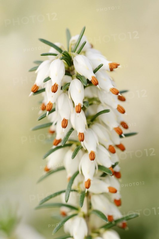 Snow heather or spring heather (Erica herbacea, Erica carnea), flowering, ornamental plant, North Rhine-Westphalia, Germany, Europe