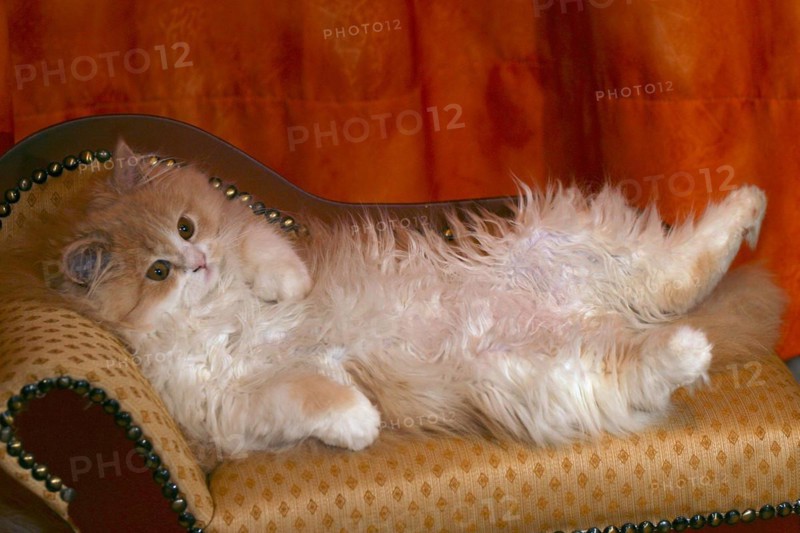 Persian cat, long-haired cat, lying on back, sofa