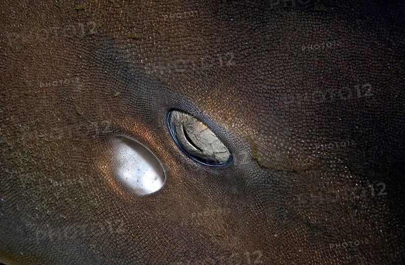 Extreme close-up of eye including splash hole of Brownbanded bamboo shark (Chiloscyllium punctatum), Pacific, Indo-Pacific, Andaman Sea, Phi Phi Islands, Thailand, Asia