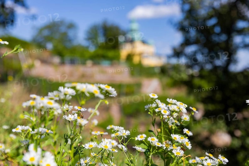 Weingut am Goldenen Wagen. The Spitzhaus is a former summer residence in the Saxon town of Radebeul. The building, which can be seen from afar, is located on the edge of the slope of the Elbe valley basin above Hoflößnitz in the Oberlößnitz district. Even after its renovation and reopening in 1997, the heritage-protected (1) landmark of Radebeul at Spitzhausstraße 36 still serves as an excursion restaurant with a sweeping view over the Elbe valley and as far as Dresden, vineyards in Radebeul, Radebeul, Saxony, Germany, Europe