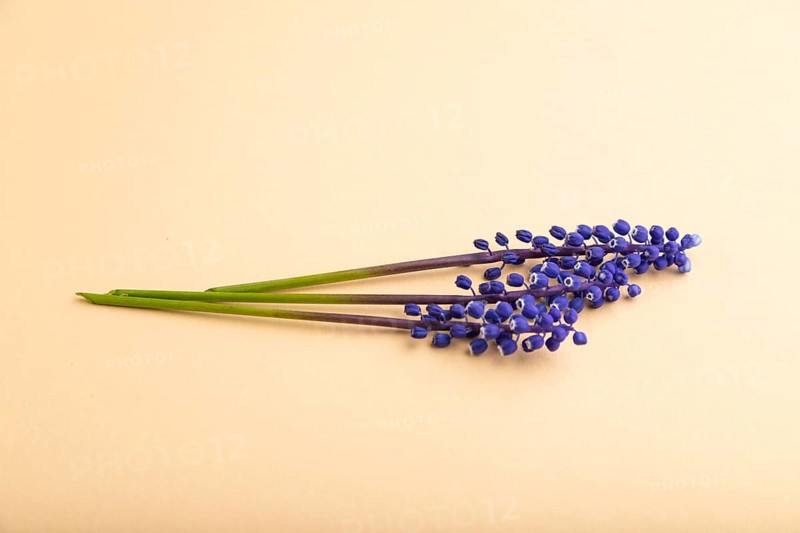 Blue muscari or murine hyacinth flower on orange pastel background. side view, flat lay, copy space, still life. Beauty, spring, summer concept. viper bow