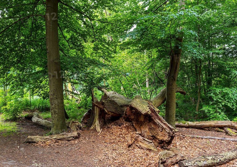 Landscape at Hellsee in Lanke, Bernau, Brandenburg, Germany, Europe