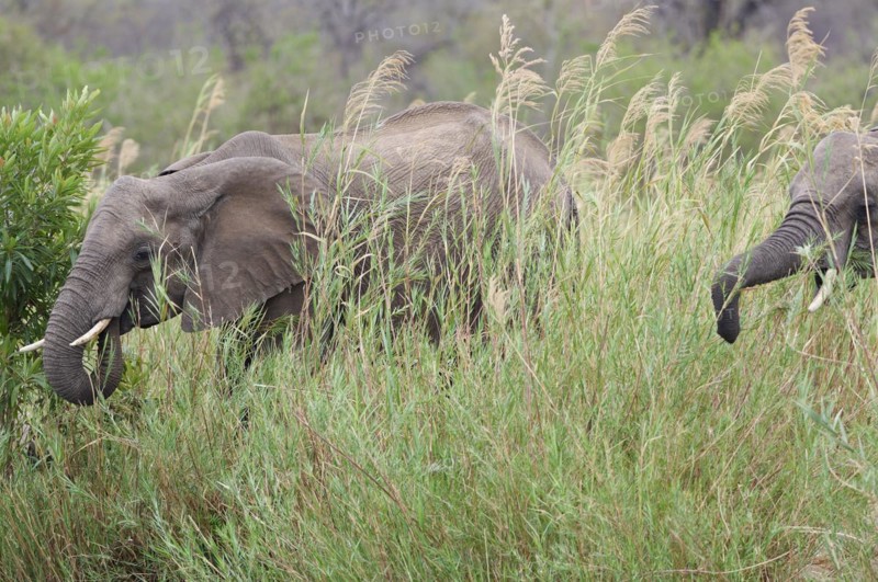 African bush elephants (Loxodonta africana), adult male feeding on reeds in the bed of the Olifants River, Kruger National Park, South Africa, Africa