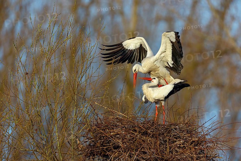 White stork (Ciconia ciconia), stork marriage, mating, copula, Altlußheim, Germany, Europe