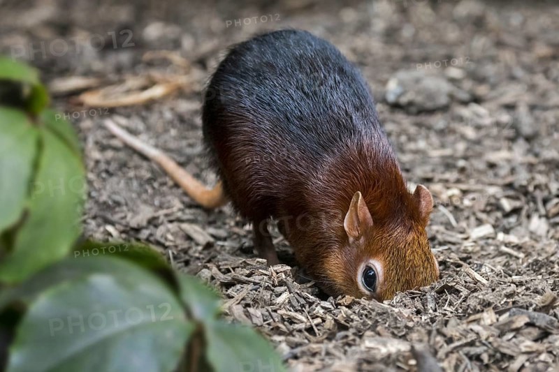 Black and rufous elephant shrew, black and rufous sengi (Rhynchocyon petersi) looking for insects in the ground with long nose, proboscis