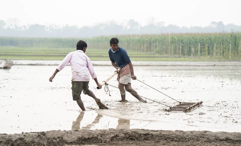 Morigaon, India. 20 February 2024. Farmers plough land before plant rice saplings in a paddy field on February 20, 2024 in Mayong, India. Rice cultivation contributes to food security in India by ensuring a stable supply of this essential food grain