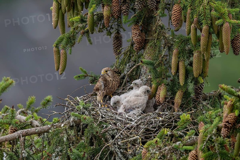 Common kestrel (Falco tinnunculus), female adult bird, bringing a mouse to the nest of young birds not yet ready to fly, Rhineland-Palatinate, Germany, Europe