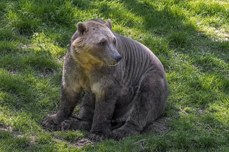 Polar bear, brown bear hybrid, polar bear-grizzly bear hybrid also called grolar bear, pizzly bear, nanulak, rare ursid hybrid